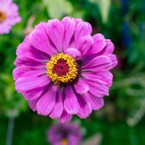 Close-up of a vibrant pink zinnia flower blooming in a Paris garden during summer.